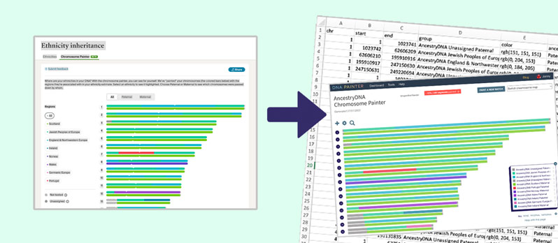 AncestryDNA Chromosome Painter Segments Tool Illustration
